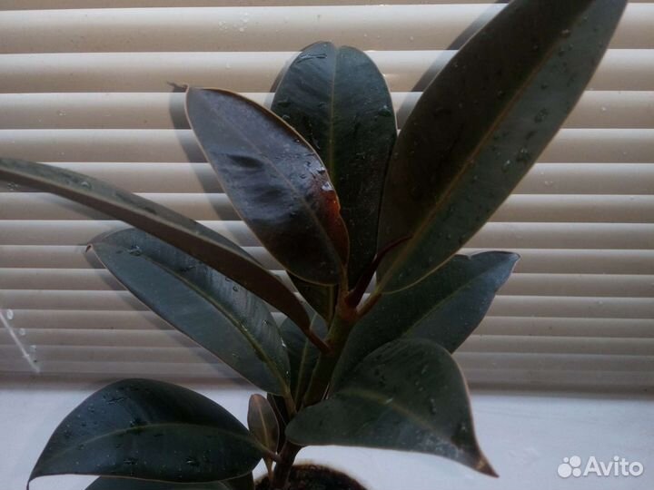 Фикус Мелани, Андре, Бенджамина