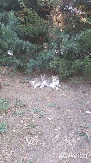 Кошки в добрые руки