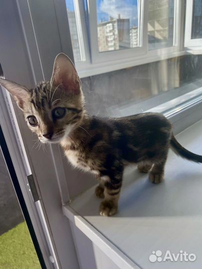 Малыш бенгал мрамор графит