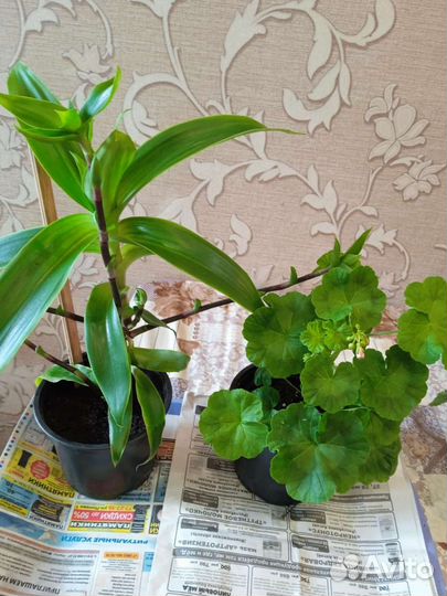 Пеларгония герань