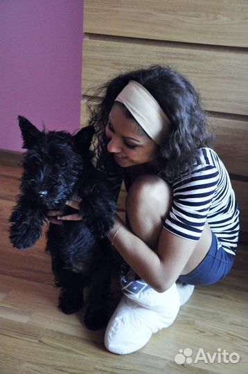 Передержка животных