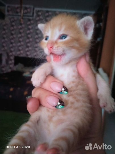 Котята в дар бесплатно