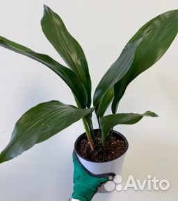 Аспидистра