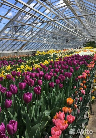 Тюльпаны срезка от 1000 шт от теплицы