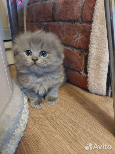 Шотландская вислоухая кошка