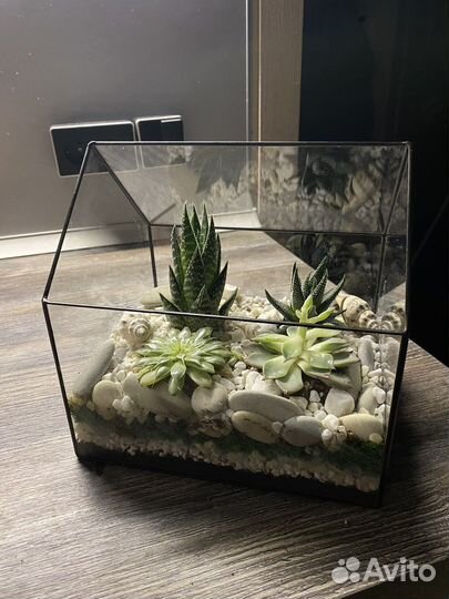 Флорариум с сукулентами