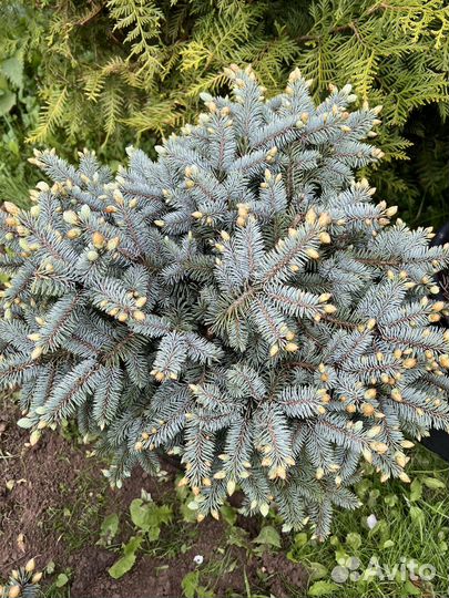 Ель голубая Глаука Глобоза Нана