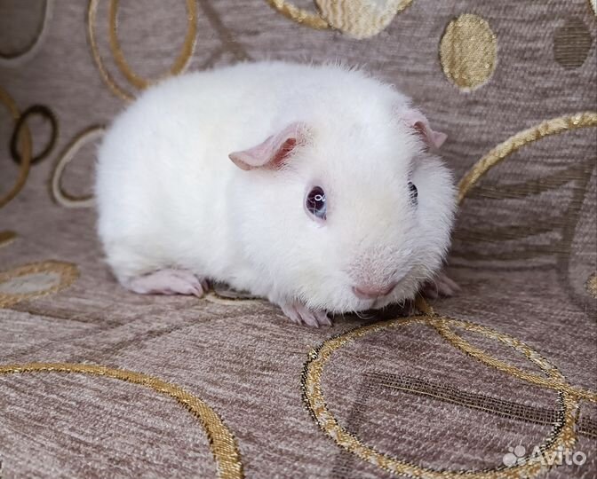 Морская свинка тедди