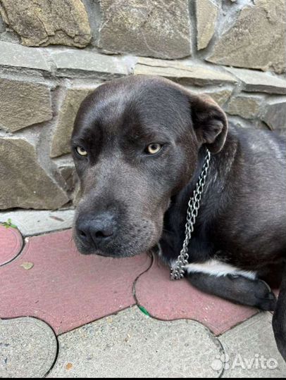 Собака в добрые руки отдам бесплатно