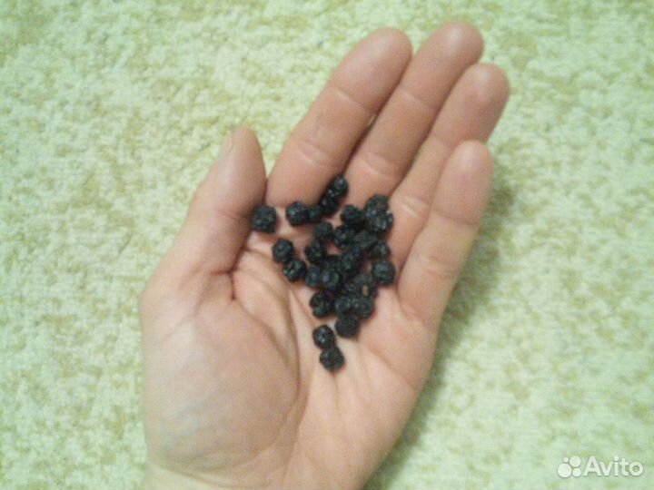 Плоды Бархата Амурского