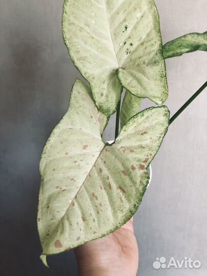 Сингониум конфетти