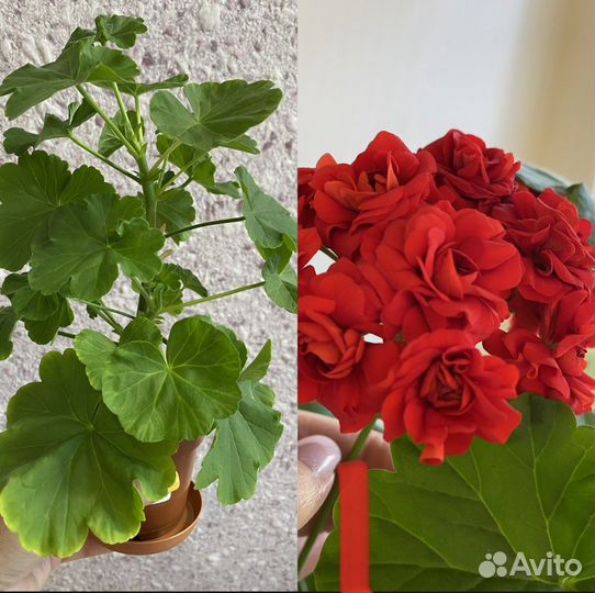 Пеларгония герань