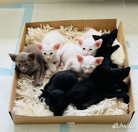 Ориентальные котята