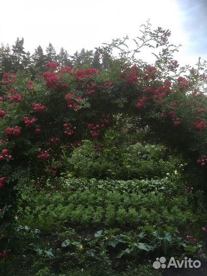 Роза плетистая