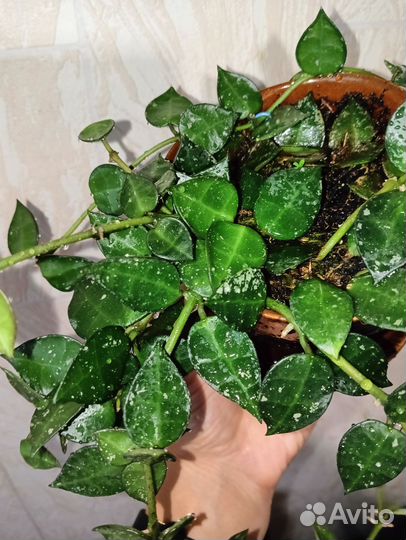 Хойя лакуноза