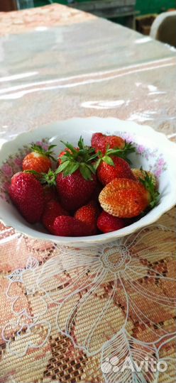Рассада клубники 