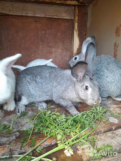 Кролик белый паннон