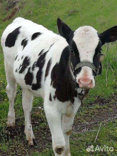 Теленок 5 месяца 20 дней