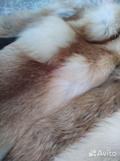Шкуры лисы