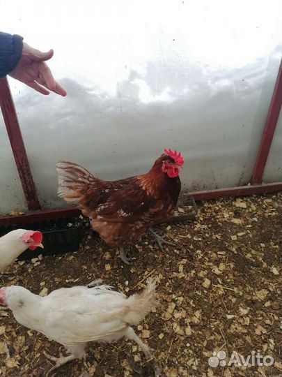 Куры петухи