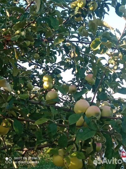 Слива 70 р, Яблоки дачные 40, мята