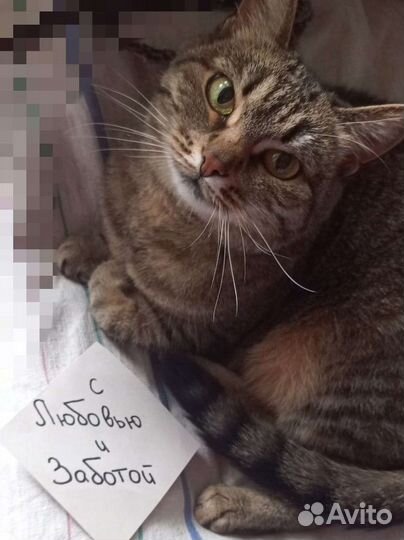 Кошки передержка и грызуны