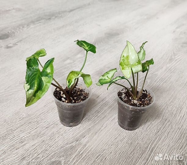 Сингониумы сортовые