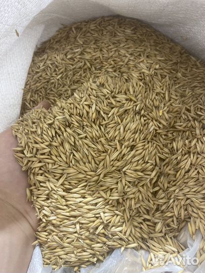 Пшеница ячмень овес кукуруза горох