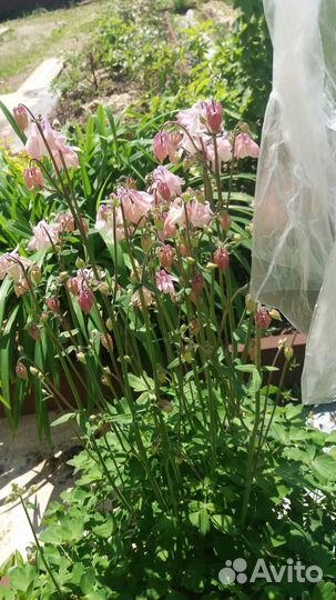 Многолетние садовые цветы