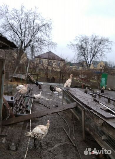 Домашняя птица