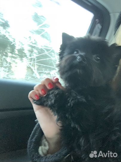 Йоркширский терьер