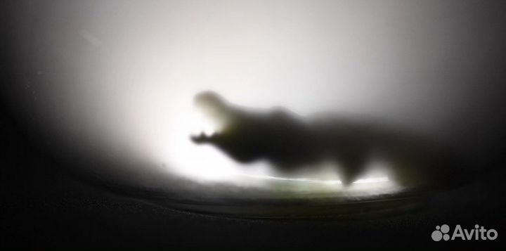 Видеооператор, монтажер, креатор