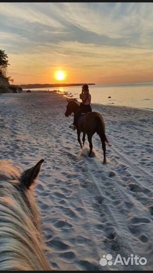 Конные прогулки