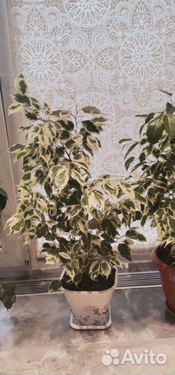 Фикус бенджамина пестролистный