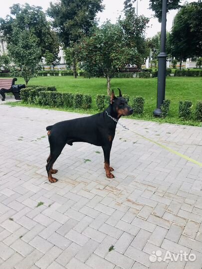 Выгул собак,дрессировка