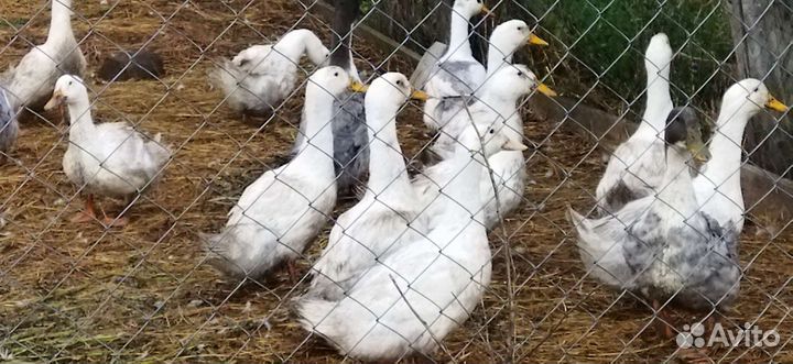 Утки и гуси