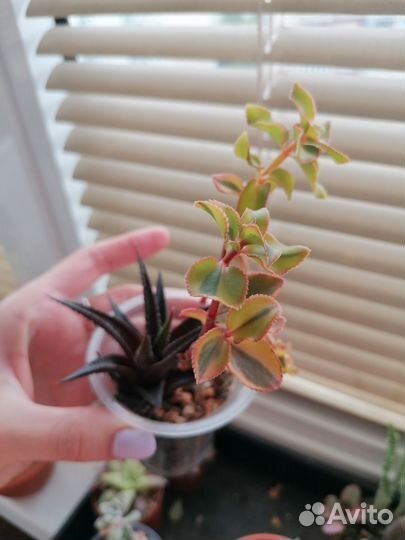 Суккуленты флорариум