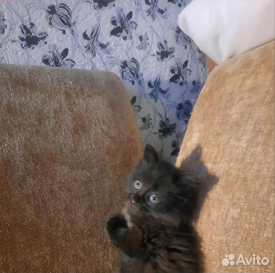 Отдам в добрые руки маленькую кошечку