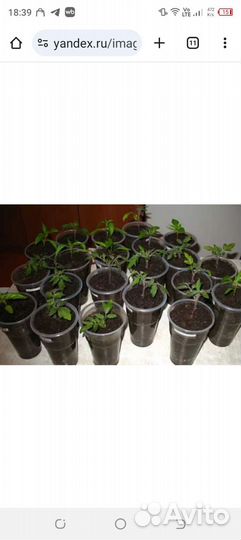 Томат комнатный