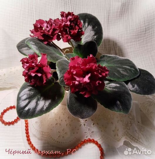 Фиалки сортовые почтой - детки и стартеры