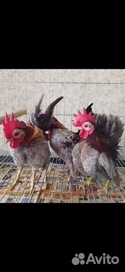 Петушок малазийской серамы