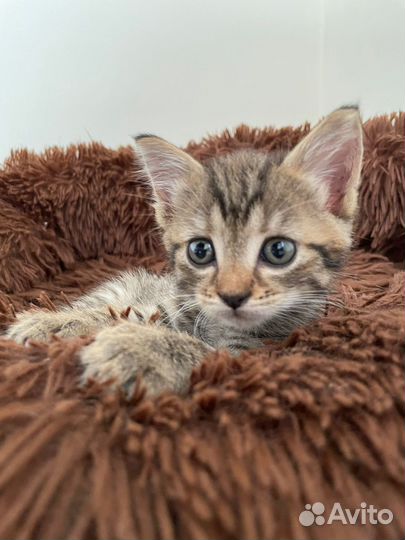 Кошка в дар