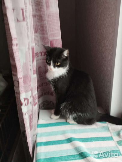 Молоденькая кошечка ищет дом
