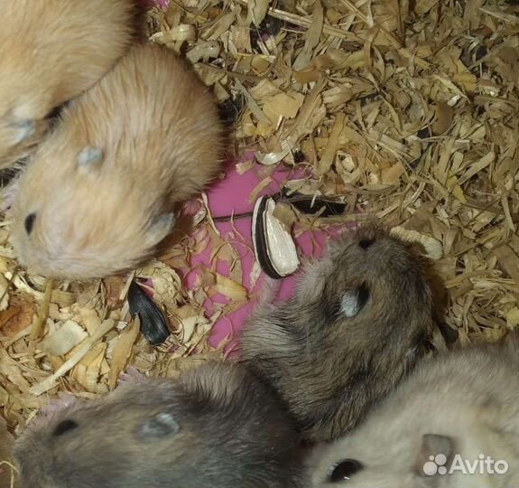 Джунгарский хомяк