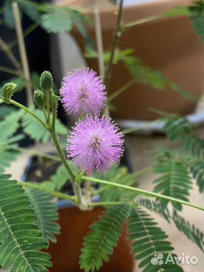 Домашние экзотические растения