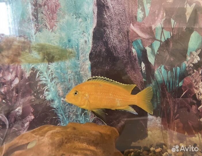 Аквариум+наполнение аквариума