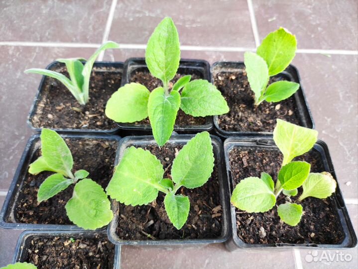 Наперстянка