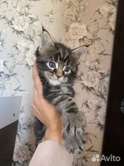 Котята мейн-кун