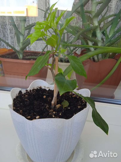 Бугенвиллия