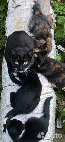 Крохи и мама ищут дом